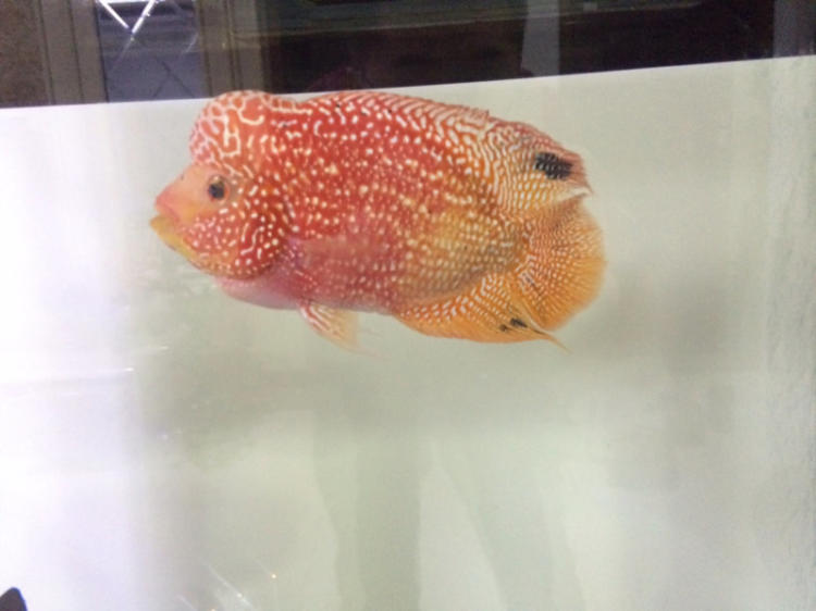 两大团体队长互放狠话 小抠脚送给难言一个外号太太过 真生气了:MK电竞(图2) MK电竞