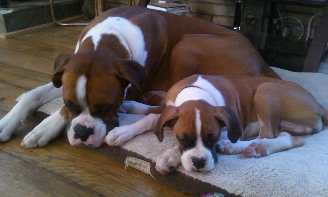 【MK电竞】杨德龙:单边上涨转为震荡反弹 牛市的正确姿势是慢牛长牛而非快牛(图2) MK电竞