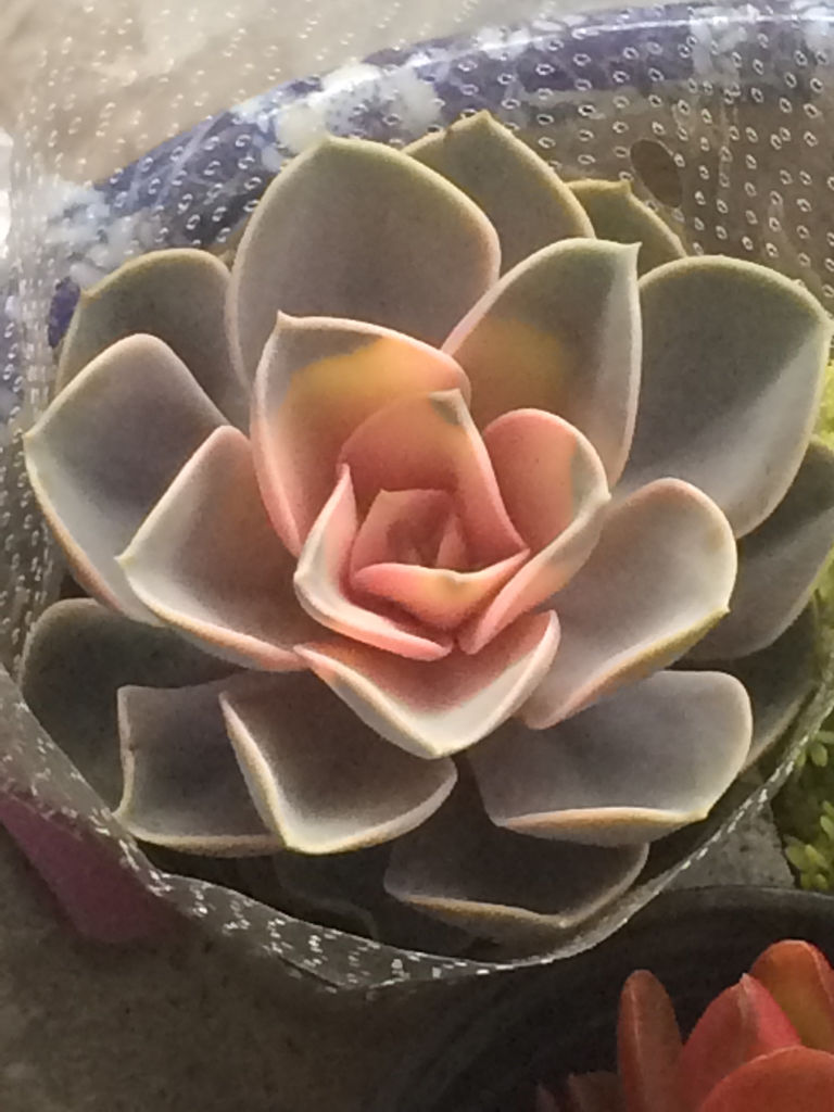 广东珠海市暂停实施珠港互认隔离医学观察政策|MK电竞(图1) MK电竞