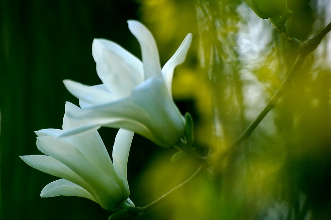 MK电竞-
2020渠县文化旅游对外生长大会盛大开幕(图5) MK电竞