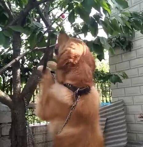 
金毛狗狗想吃樱桃 在樱桃树下蹦迪 金毛：小樱桃 下来玩会儿啊【MK电竞】(图6)